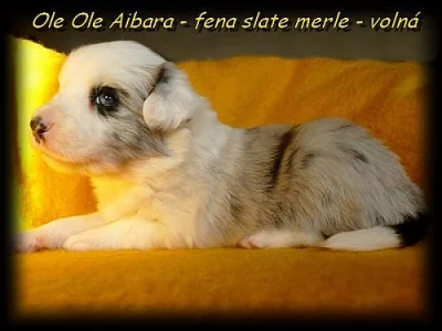 Border collie -fenka