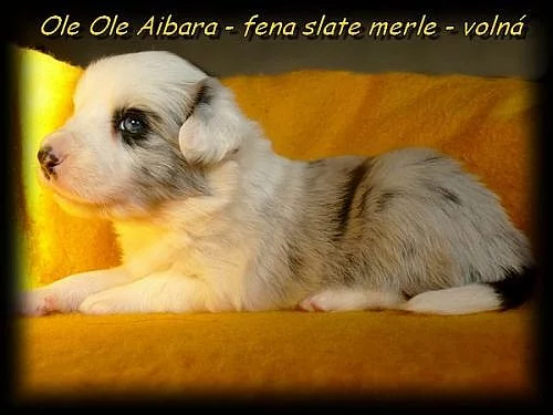Border collie -fenka
