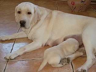 Labradorský Retrívr štěňátka s PP