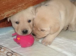 Labradorský Retrívr štěňátka s PP