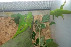 Phelsuma mad.grandis 0,0,8