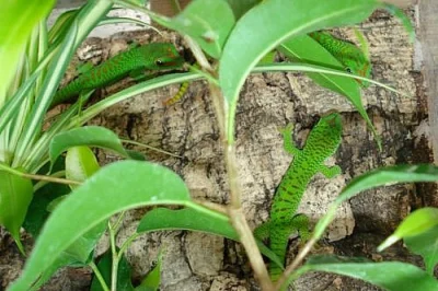 Phelsuma mad.grandis 0,0,8