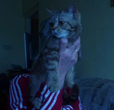 Britská kočička
