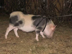 Daruji do dobrých rukou gotingenské prasátko