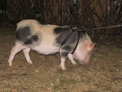 Daruji do dobrých rukou gotingenské prasátko