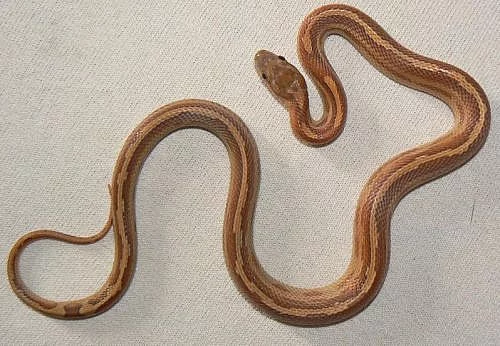 Užovka červená - moc pěkní a krajta královská