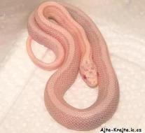 Užovka červená - moc pěkní a krajta královská