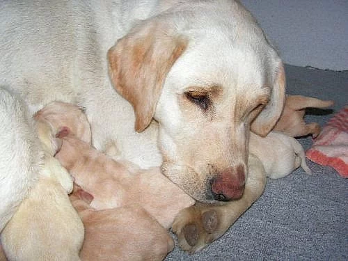 Labrador krémové barvy