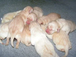 Labrador krémové barvy