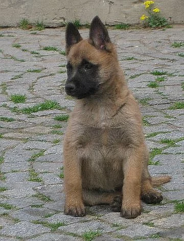belgický ovčák - malinois