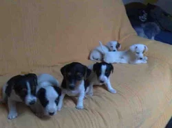 jack russell terier štěnátka 
