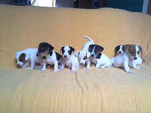 jack russell terier štěnátka 