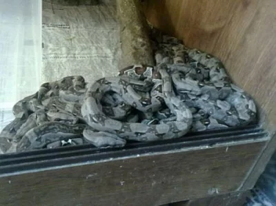 Mláďata Hroznýše Královského ( Boa Constrictor )