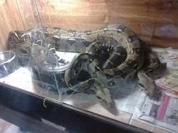 Mláďata Hroznýše Královského ( Boa Constrictor )