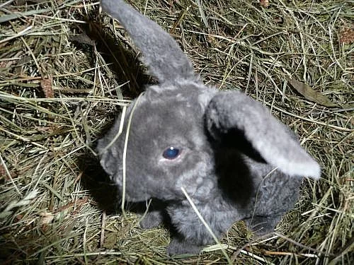 Zakrslý beran rex