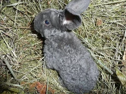 Zakrslý beran rex