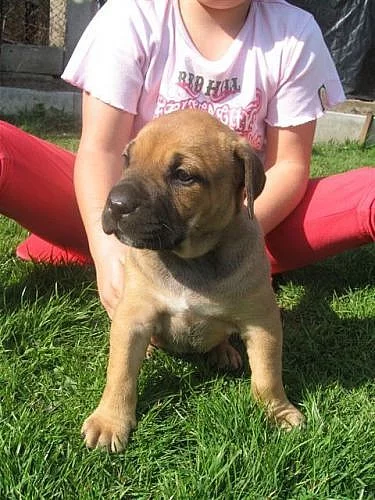 Dogo Canario