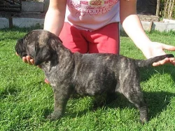 Dogo Canario