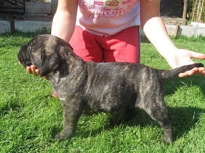 Dogo Canario