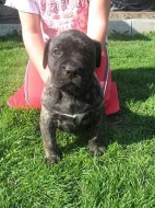 Dogo Canario