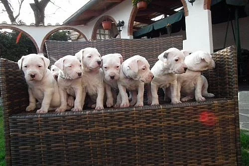 Argentinská doga - štěnátka s PP, prodám