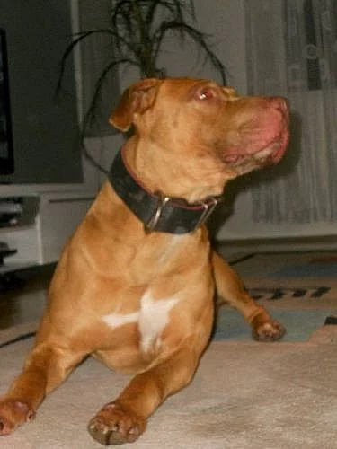 Krásný pitbull-daruji