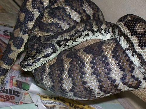 Chovný pár Morelia spilota variegata -