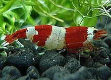 krevety red crystal