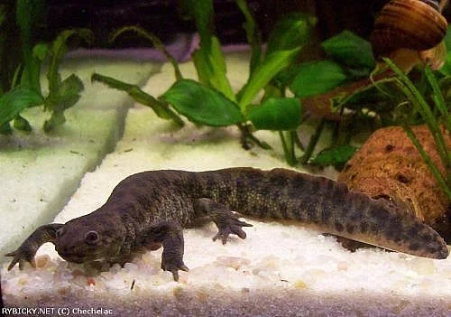 Žebrovník waltlův