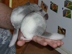 ČINČILA VLNATÁ
