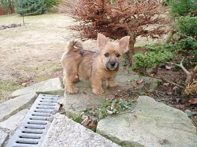 Norwich terrier s pp