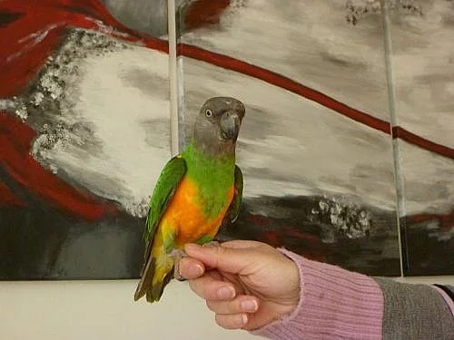 Papoušek senegálský