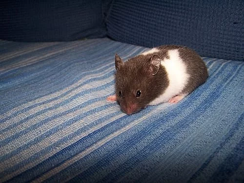 křeček zlatý syrský