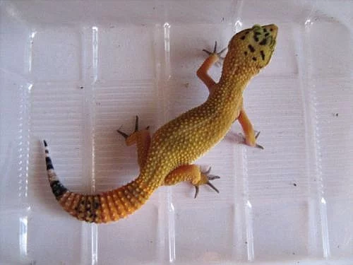 Eublepharis Macularius