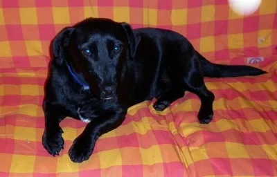 Mali *2009
