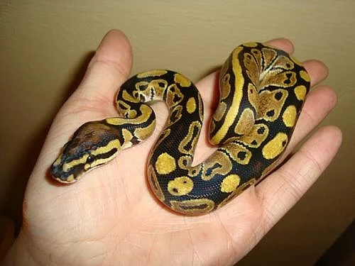 KRAJTA KRÁLOVSKÁ - python regius