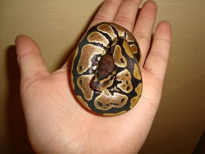 KRAJTA KRÁLOVSKÁ - python regius
