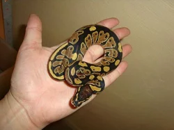 KRAJTA KRÁLOVSKÁ - python regius