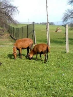 Kamerunská ovečka, beránek