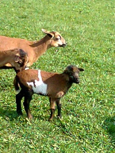 Kamerunská ovečka, beránek