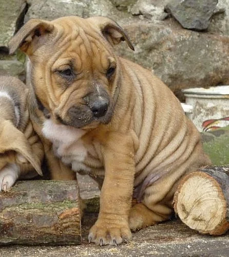 štěňata amerického pitbullteriéra