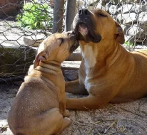 štěňata amerického pitbullteriéra