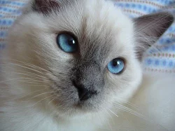 ragdoll s pp