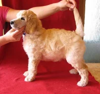 Prodám štěňata královských pudlů s PP