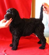 Prodám štěňata královských pudlů s PP