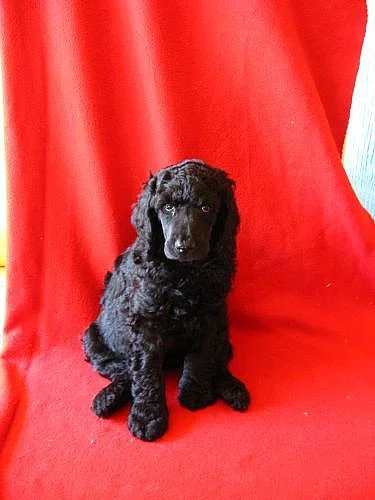 Prodám štěňata královských pudlů s PP