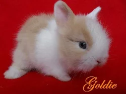 prodáme teddy králíčky s VP-rdiče výstavní kusy!!!