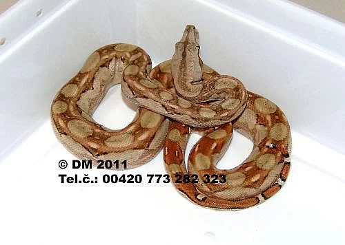 Hadi. Boa constrictor imperator Cancun