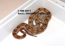 Hadi. Boa constrictor imperator Cancun