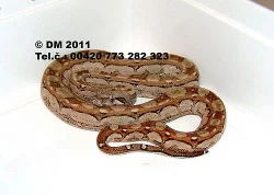 Hadi. Boa constrictor imperator Cancun